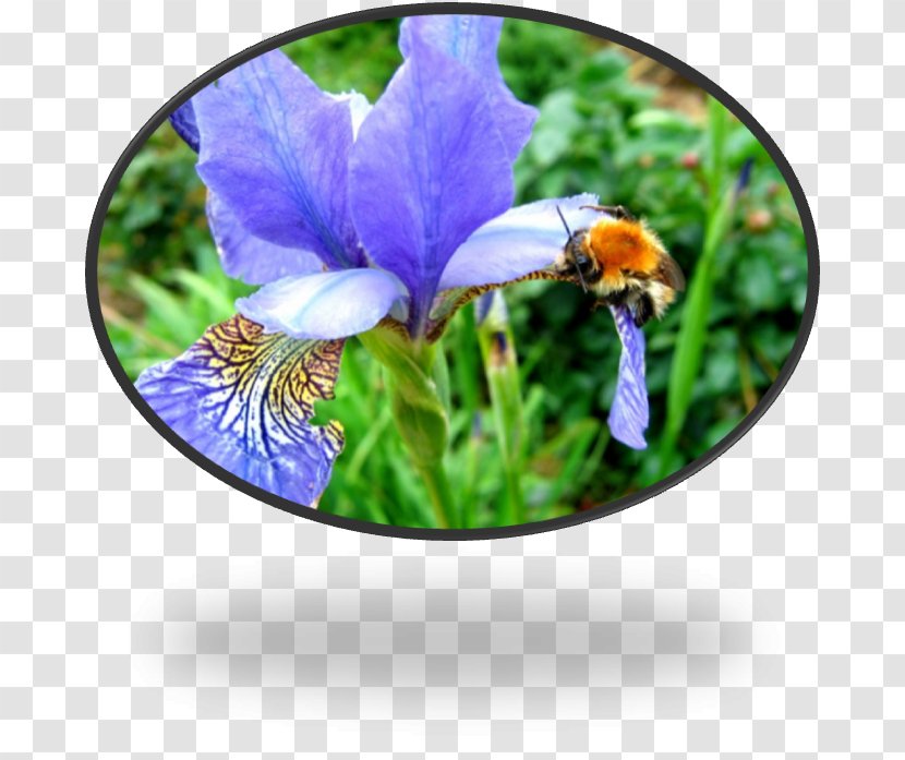 Wildflower - Pollinator - Reflet Transparent PNG