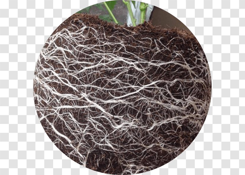 Branching - Tree - Root Plant Transparent PNG