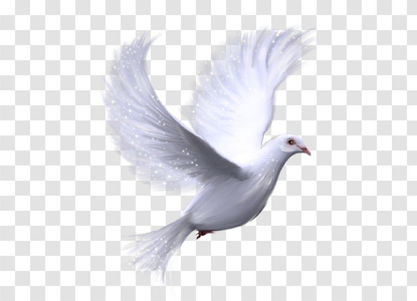 Columbidae Doves As Symbols Domestic Pigeon Clip Art - Bird Transparent PNG