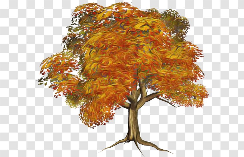 Plane - Deciduous Transparent PNG