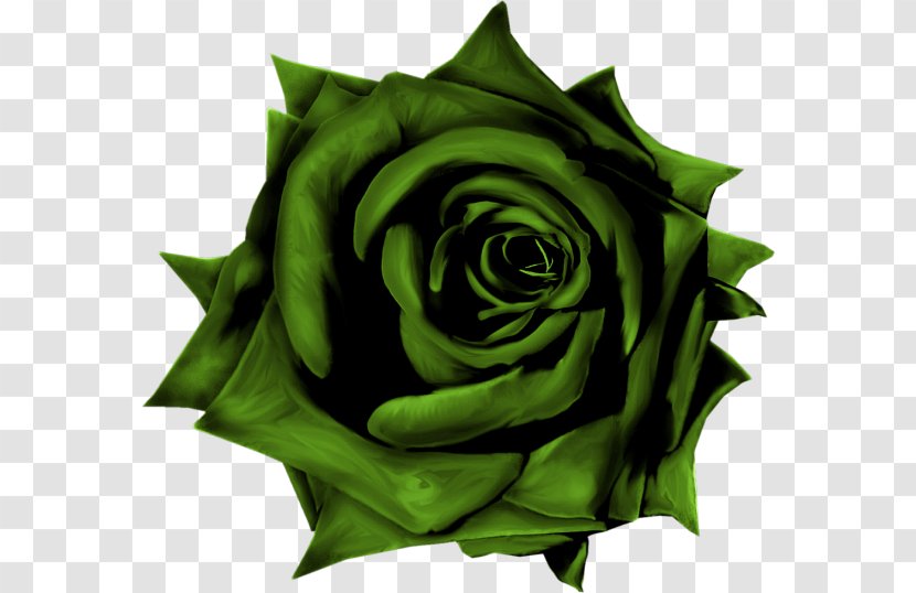 Garden Roses Blue Rose - Plant - A Transparent PNG