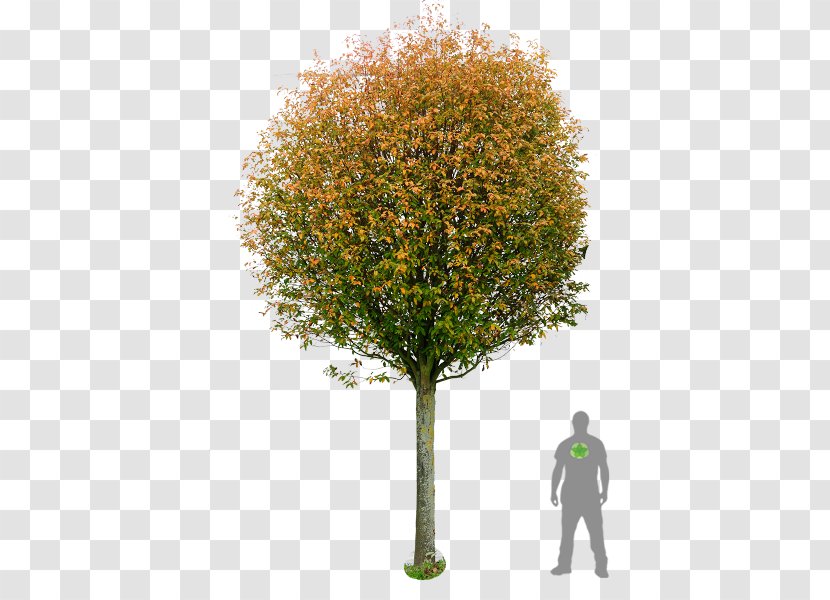 Sorbus × Intermedia Tree Pine Image Shadbush - Watercolor - Boxwood Bonsai Transparent PNG