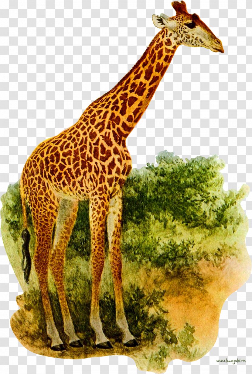 Giraffe Okapi Clip Art Transparent PNG