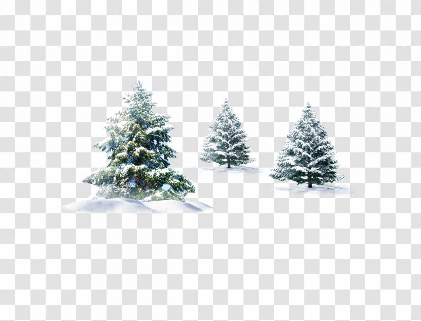 Pine Snow Desktop Wallpaper Winter - Spruce - Christmas Tree Transparent PNG