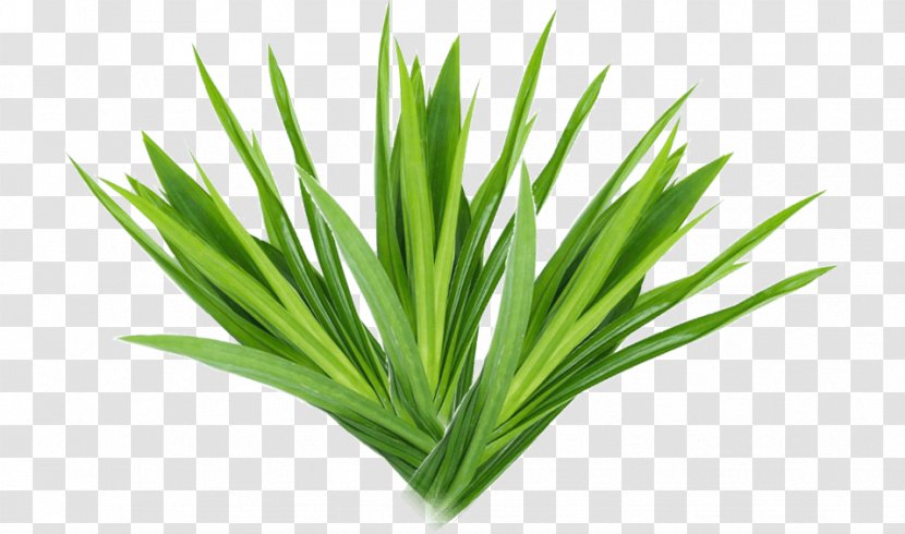 Screwpine Leaf Kewra Pandanus Fascicularis Biryani - Silhouette - Skin Whitening Transparent PNG