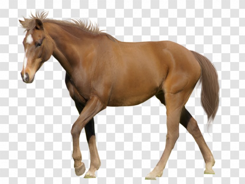 Tennessee Walking Horse American Miniature Appaloosa Clydesdale Stallion - Snout - Image Transparent PNG