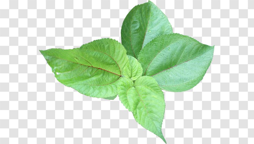 Leaf Vegetable Shower Gel Content - Basil - Herb Plant Transparent PNG