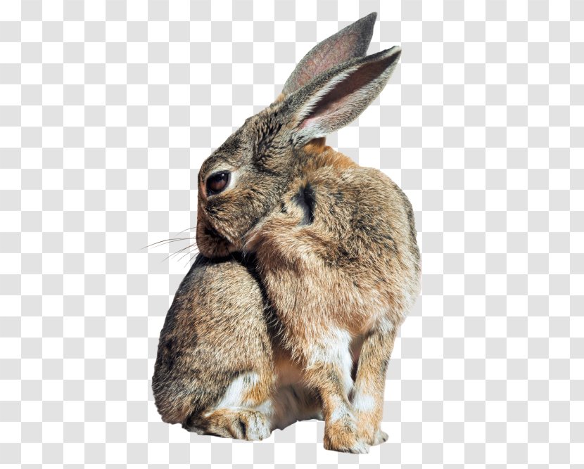 Holland Lop Hare Easter Bunny Netherland Dwarf Rabbit Rex - Fauna Transparent PNG