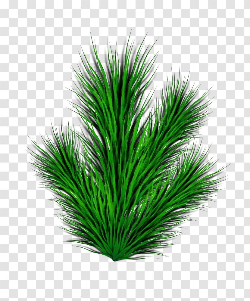 Green Grass Plant Leaf Tree - Family - Terrestrial Red Pine Transparent PNG