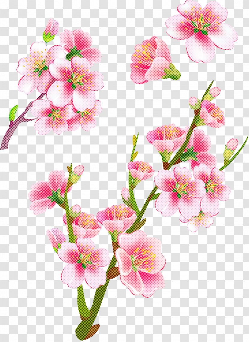 Cherry Blossom - Branch - Spring Transparent PNG