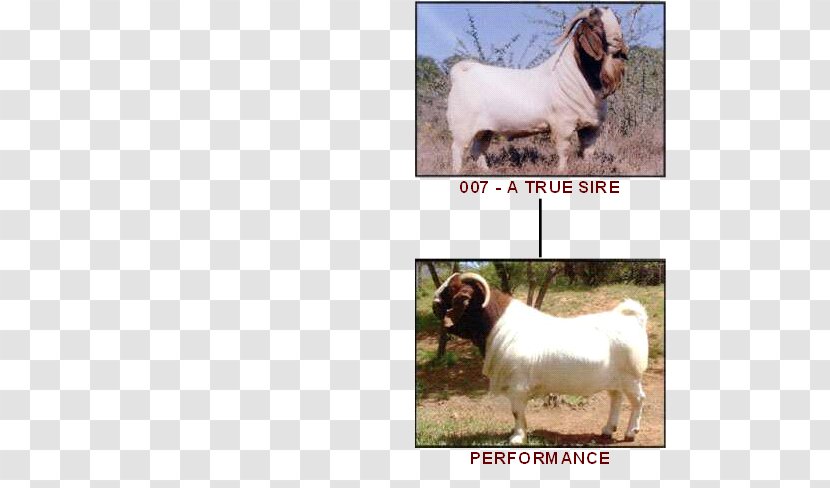 Boer Goat Dog Breed Sheep Cattle - Groupm Transparent PNG