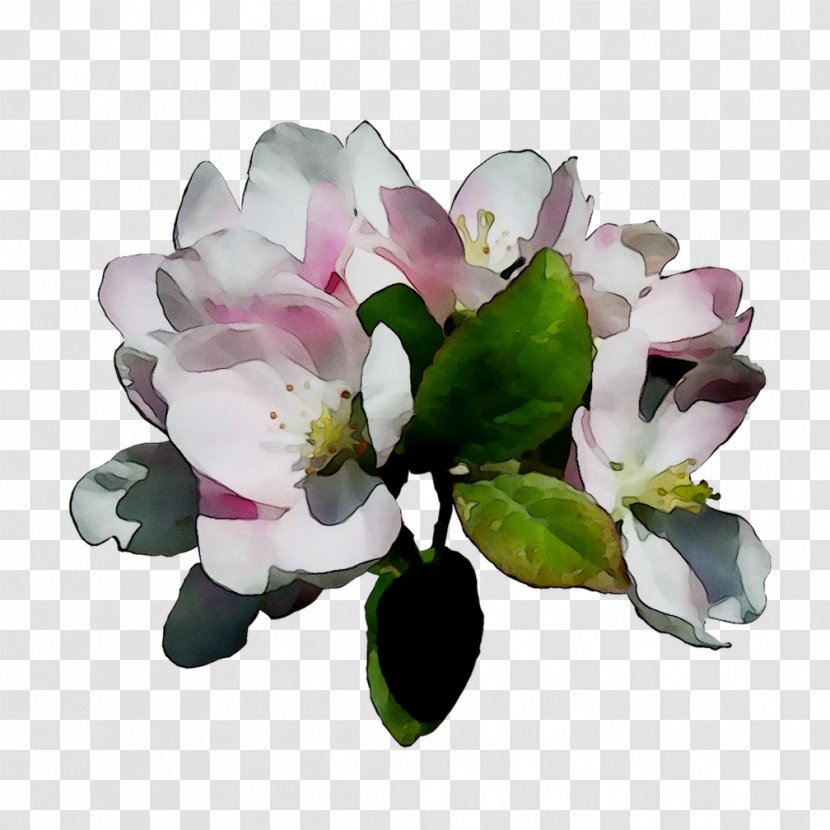 Cut Flowers Branch Plants Tree - Blossom Transparent PNG