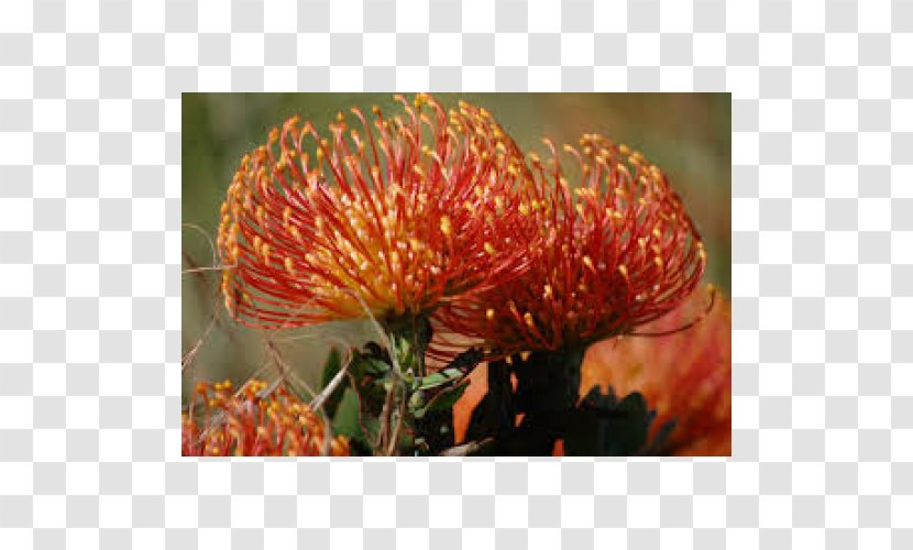 Leucadendron Cut Flowers Sugarbushes Leucospermum Cordifolium - Native Plant - Fire Wheel Transparent PNG
