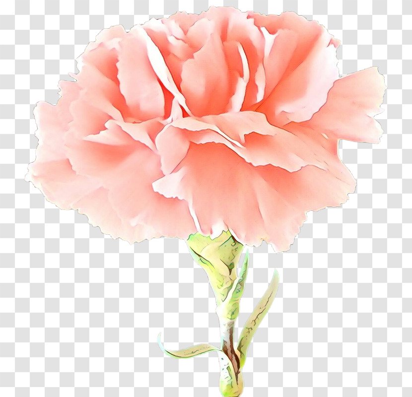 Garden Roses - Carnation - Rose Transparent PNG
