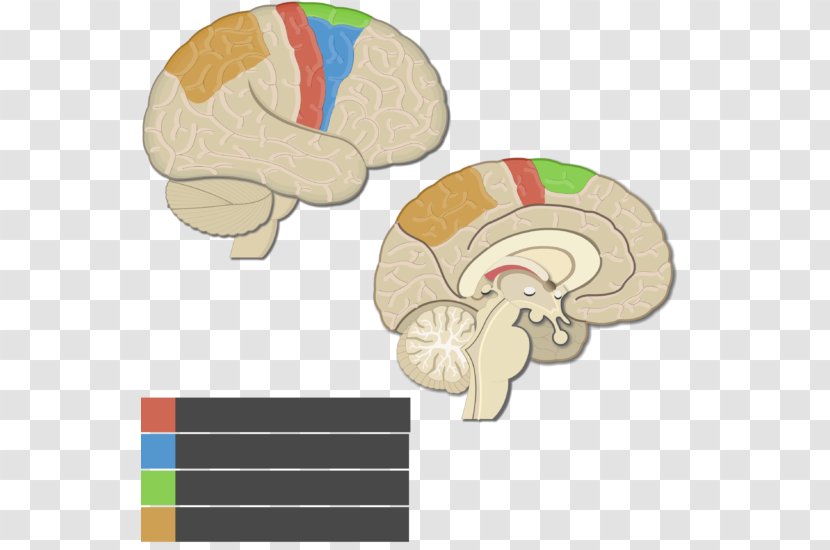 Lobes Of The Brain Cerebral Cortex Parietal Lobe Motor Posterior - Cartoon Transparent PNG