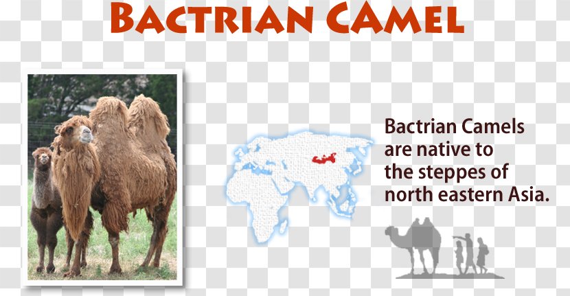 Cattle American Ideals Goat Paperback Camel - United States Transparent PNG