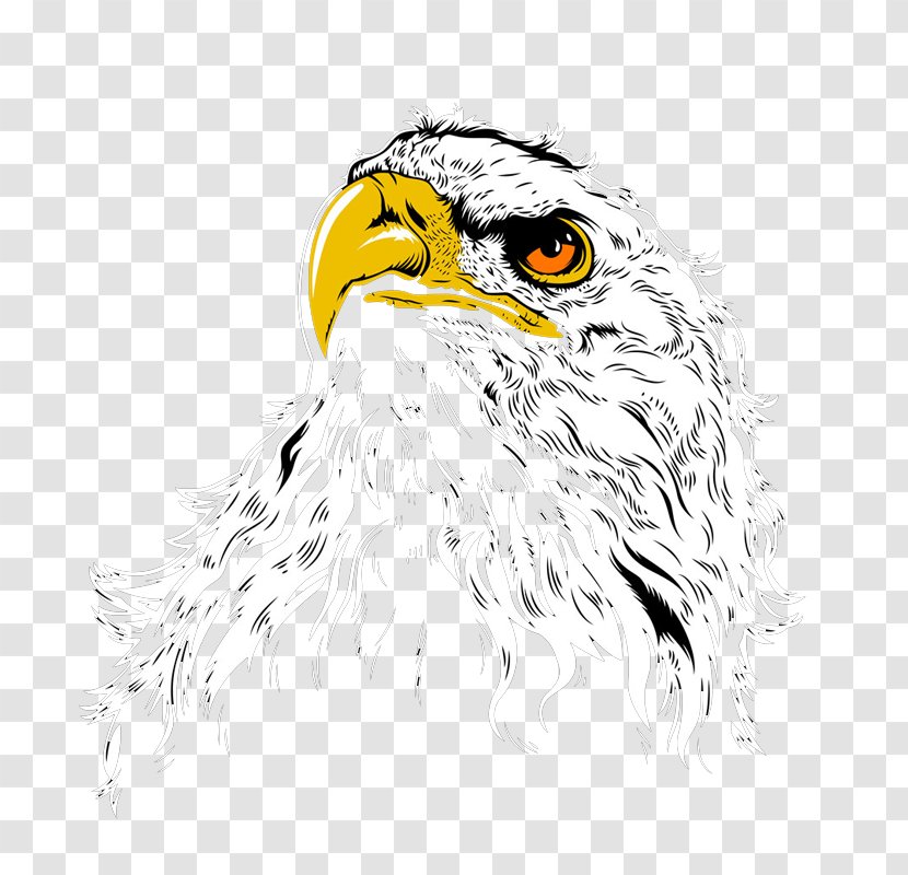 Bald Eagle Owl Hawk Illustration - Cartoon - Hand-painted Transparent PNG