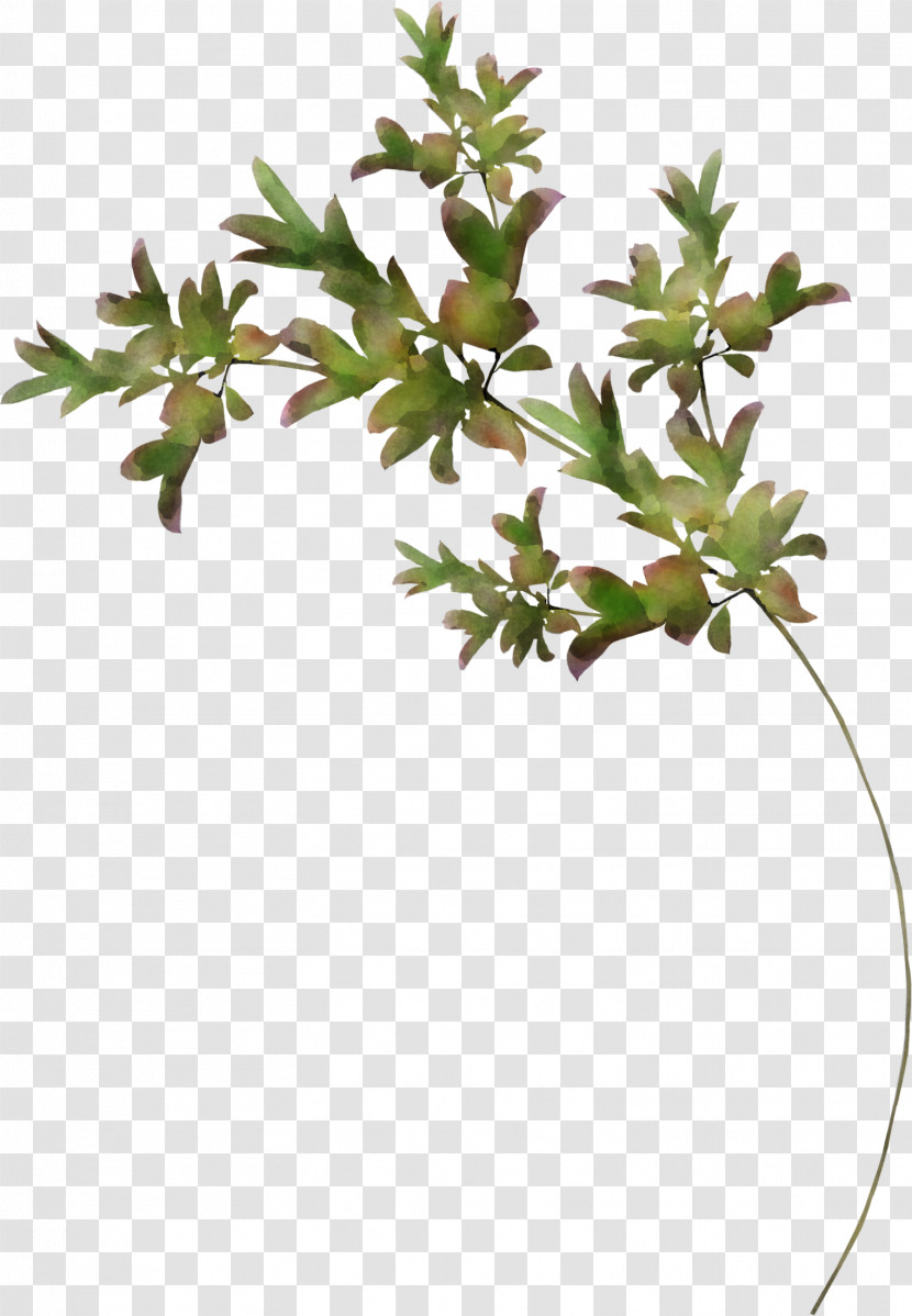 Flower Plant Leaf Branch Plant Stem Transparent PNG