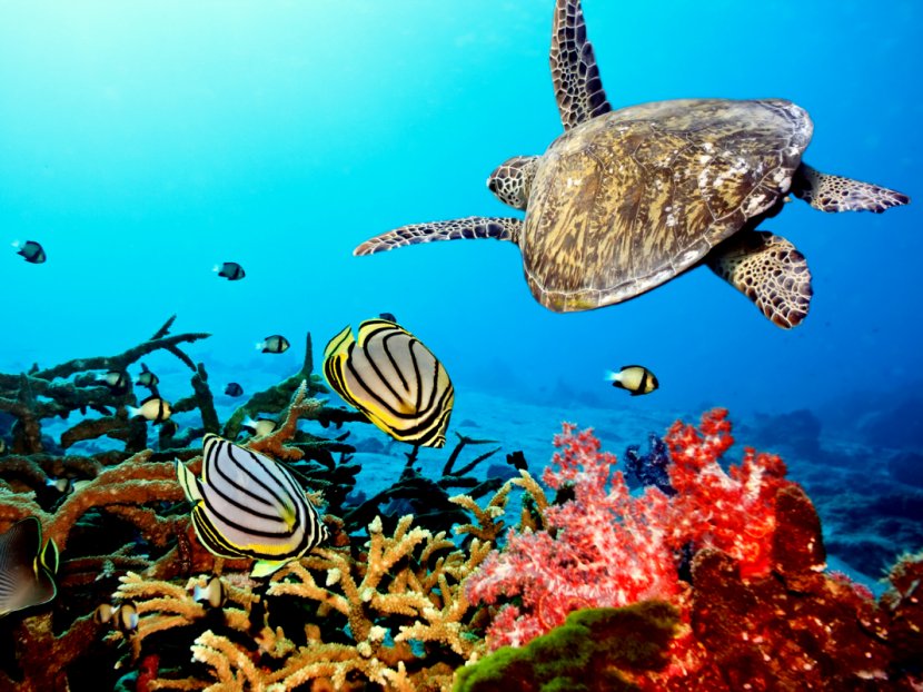 Coral Reef Fish Ecosystem - Ocean Acidification - Sea Transparent PNG