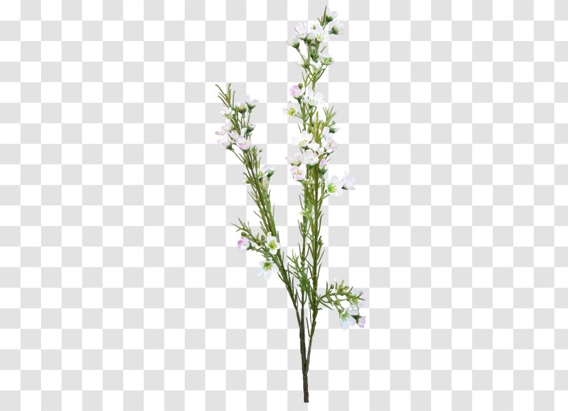 Flower Bouquet Cut Flowers Artificial Chamelaucium - Tree Transparent PNG