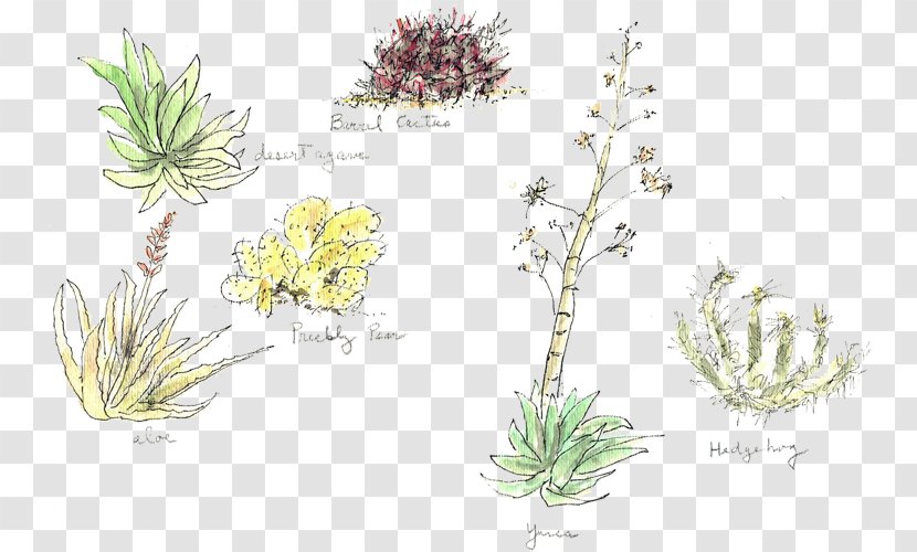 Grasses Plant Stem Herb Flower Subshrub - Branch Transparent PNG
