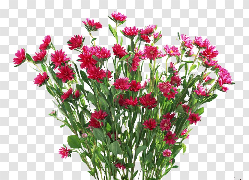 Flower Plant Carnation - Flowers Ornament Transparent PNG