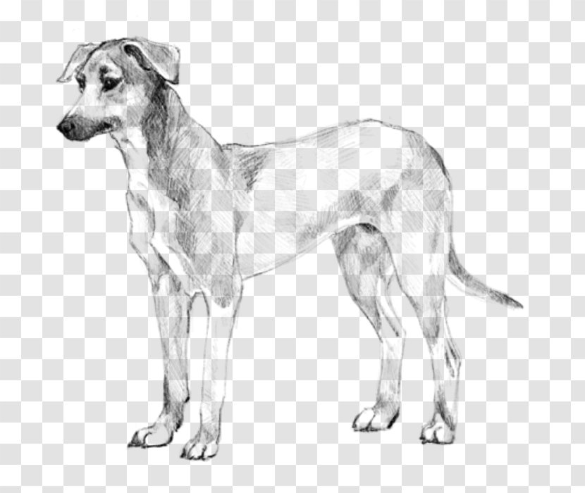 Dog Breed Potcake American Staghound Longhaired Whippet - Puppy Transparent PNG