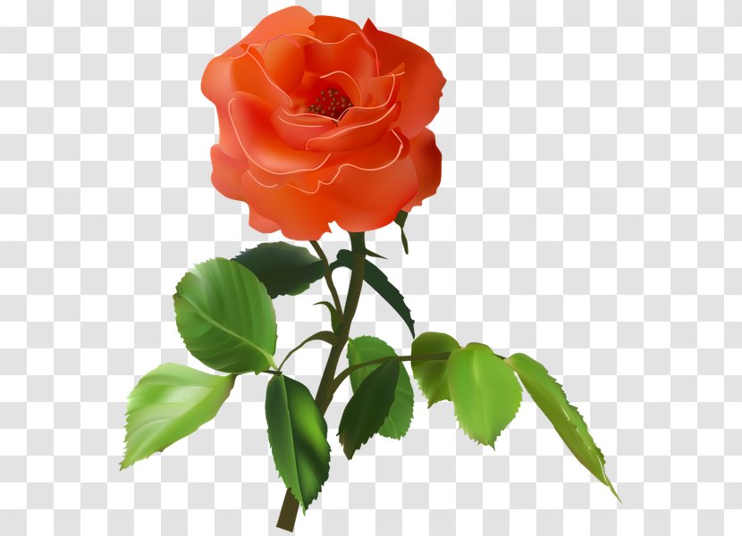Garden Roses Flower Red Petal - Plant - Rose Transparent PNG