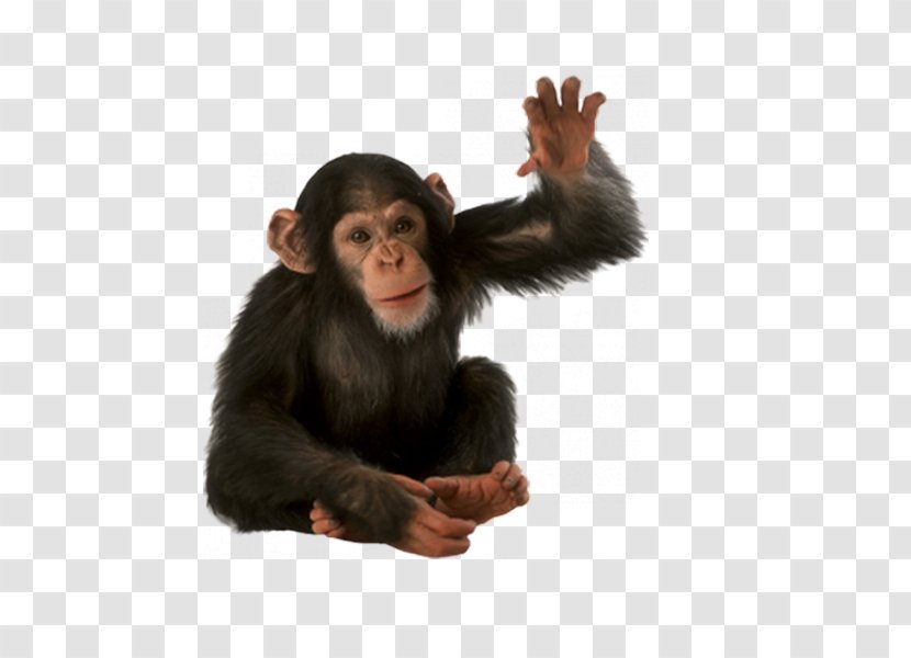 Orangutan Chimpanzee Monkey - Animal Transparent PNG