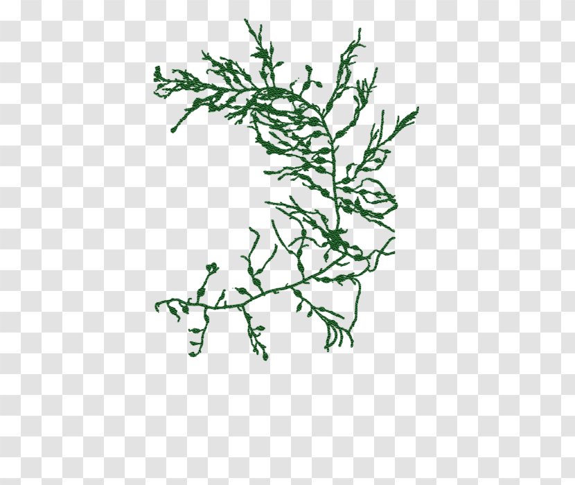 Twig Plant Stem Leaf Line Font - Green - Seaweed Transparent PNG