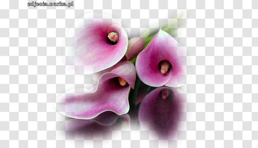Blingee Petal Video - Calla Lilly Transparent PNG