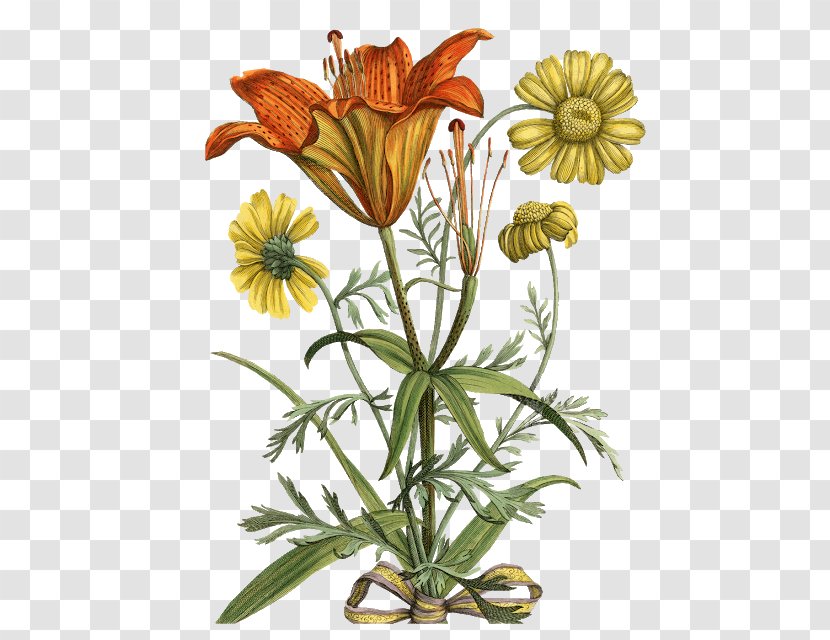 Flora Botany Botanical Illustration Flower Daffodil - Plant Stem Transparent PNG