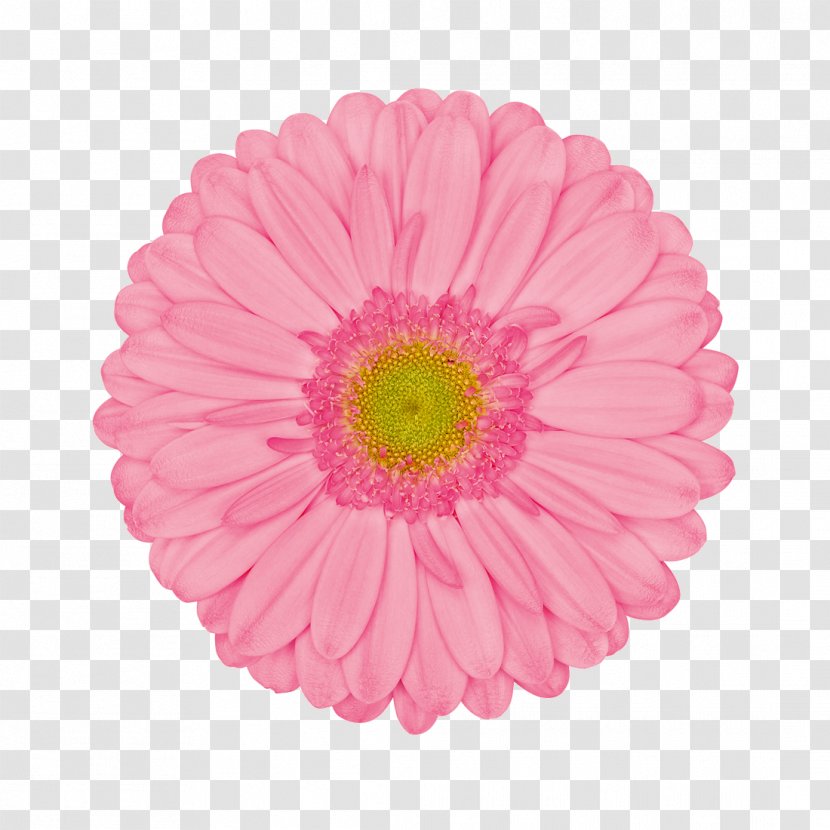 Transvaal Daisy Cut Flowers Color Common - Gerbera Transparent PNG