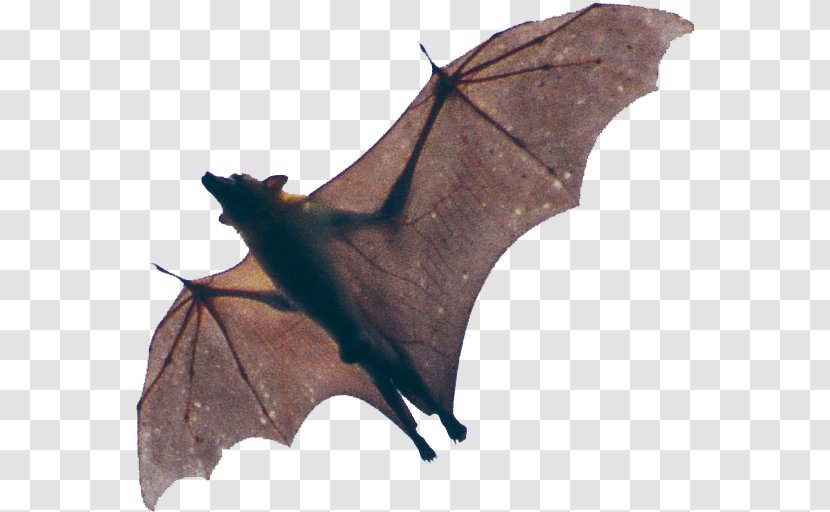 Kasanka National Park Vampire Bat Spectacled Flying Fox Megabat - Wing Transparent PNG