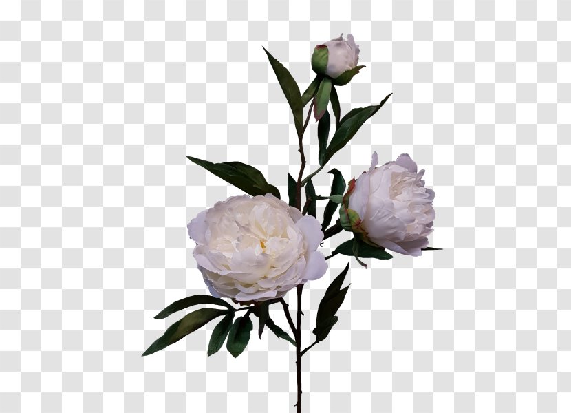 Rosaceae Cut Flowers Peony Vase Bud - Rose Order Transparent PNG