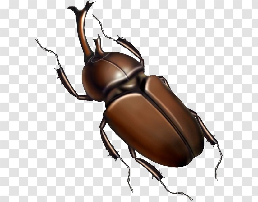 Japanese Rhinoceros Beetle Insect Cockroach Illustration - Hand-painted Cockroaches Transparent PNG