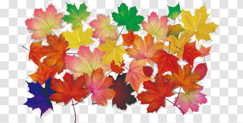 Maple Leaf Autumn Leaves - Tree Transparent PNG
