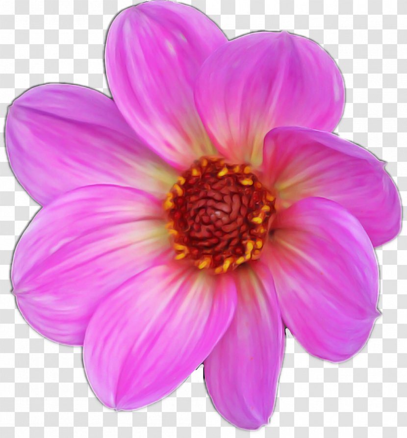 Petal Flower Pink Plant Violet - Dahlia - Gazania Transparent PNG