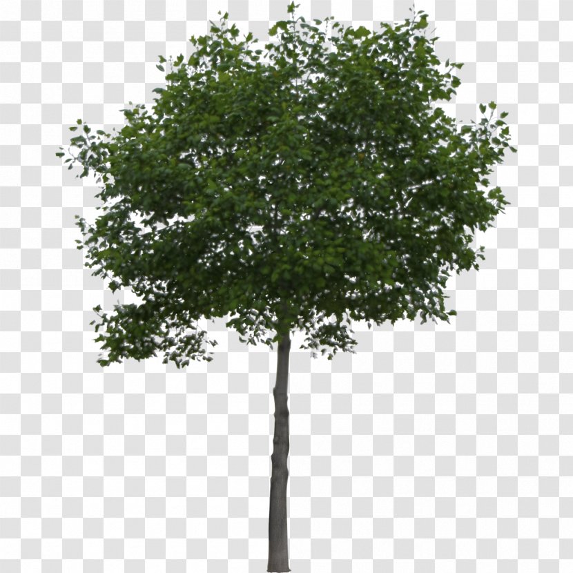 River Birch Populus Alba Quercus Cerris Tree - Oak - Trees Transparent PNG
