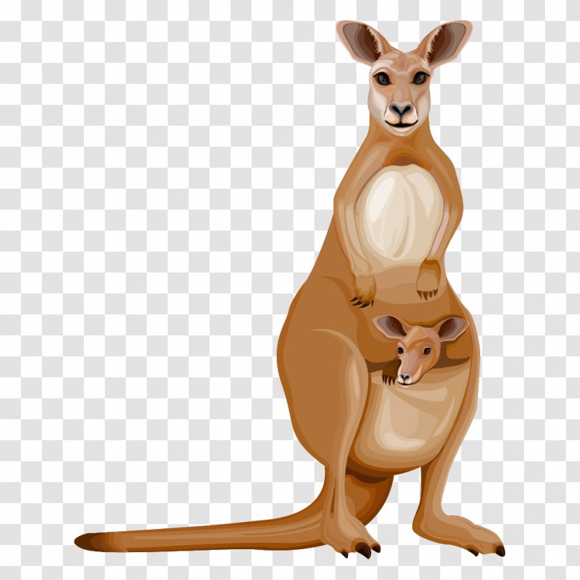 Kangaroo Cartoon Drawing - Fauna Transparent PNG