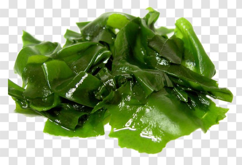 Algae Edible Seaweed Food Eating - Wakame Transparent PNG