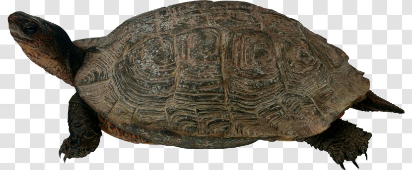 Turtle Clip Art - Animal Figure - Tortuga Transparent PNG