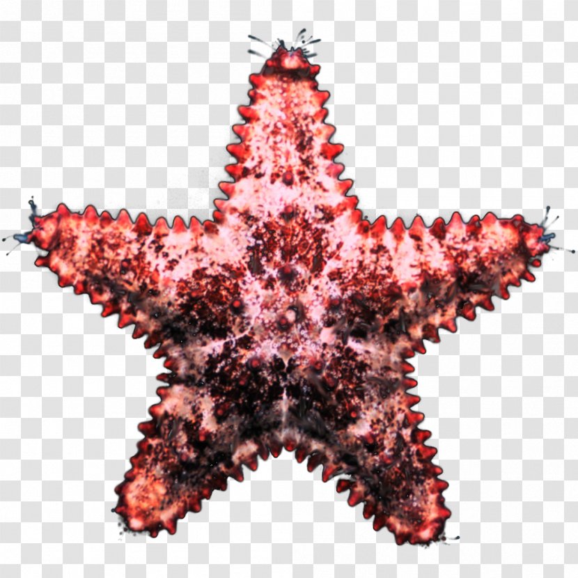 Marine Invertebrates Starfish Echinoderm Christmas Ornament - Animal - Award Transparent PNG
