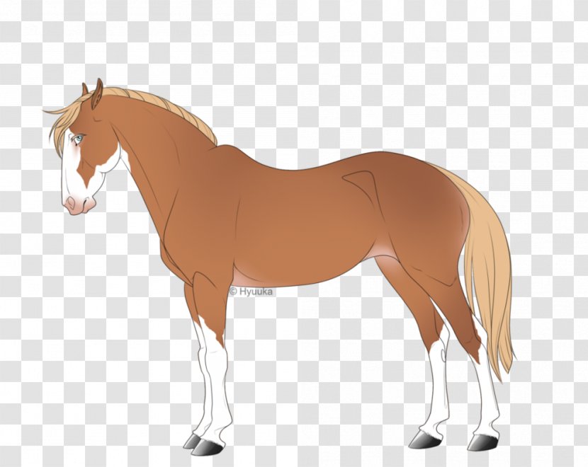 Foal Pony Stallion Mare Mane - Horse - Mustang Transparent PNG