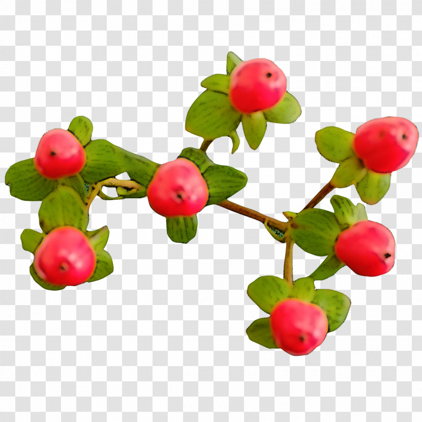 Plant Flower Berry Fruit Branch Transparent PNG