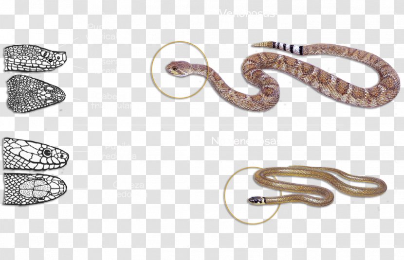 Venomous Snake Vipers Colubrid Snakes Reptile - Jewellery Transparent PNG