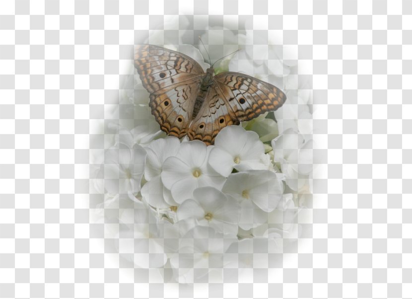 Butterfly Silkworm Flower Moth Inachis Io Transparent PNG