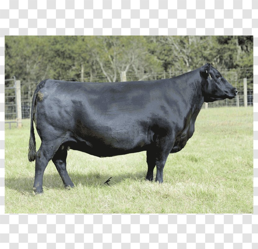 Dairy Cattle Ox Pasture Bull - Livestock - Angus Transparent PNG