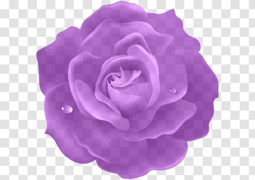 Garden Roses - Purple - Lilac Flower Transparent PNG