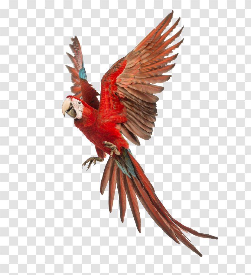 Parrot Red-and-green Macaw Blue-and-yellow Scarlet - Weltvogelpark Walsrode Transparent PNG